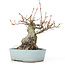 Acer buergerianum, 21,5 cm, ± 20 ans, avec un nebari de 10,5 cm