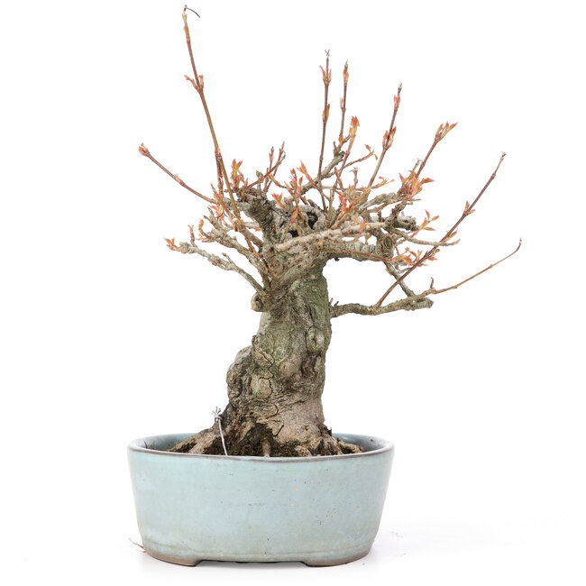 Acer buergerianum, 21,5 cm, ± 20 ans, avec un nebari de 10,5 cm