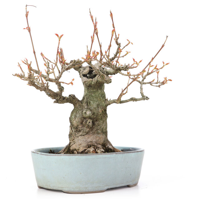 Acer buergerianum, 21,5 cm, ± 20 jaar oud, met een nebari van 10,5 cm