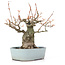 Acer buergerianum, 21,5 cm, ± 20 ans, avec un nebari de 10,5 cm