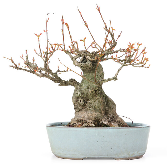 Acer buergerianum, 21,5 cm, ± 20 ans, avec un nebari de 10,5 cm