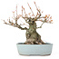 Acer buergerianum, 21,5 cm, ± 20 ans, avec un nebari de 10,5 cm