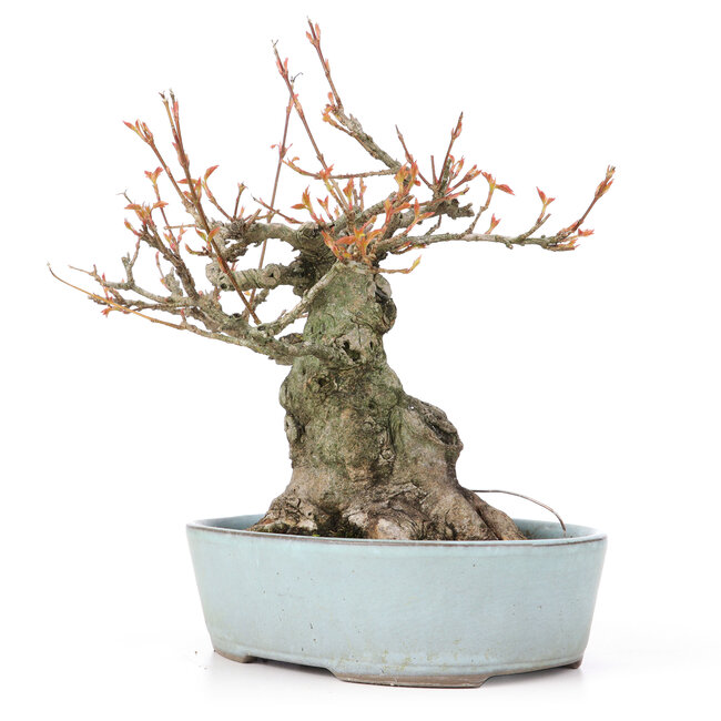Acer buergerianum, 21,5 cm, ± 20 years old, with a nebari of 10,5 cm