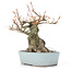 Acer buergerianum, 21,5 cm, ± 20 ans, avec un nebari de 10,5 cm