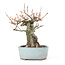 Acer buergerianum, 21,5 cm, ± 20 ans, avec un nebari de 10,5 cm