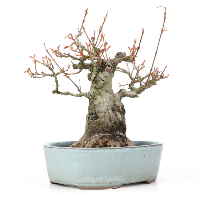 Acer buergerianum, 21,5 cm, ± 20 Jahre alt, mit einem Nebari von 10,5 cm