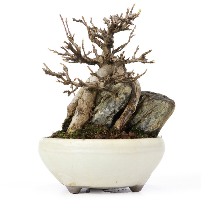 Acer buergerianum, 13,5 cm, ± 20 Jahre alt