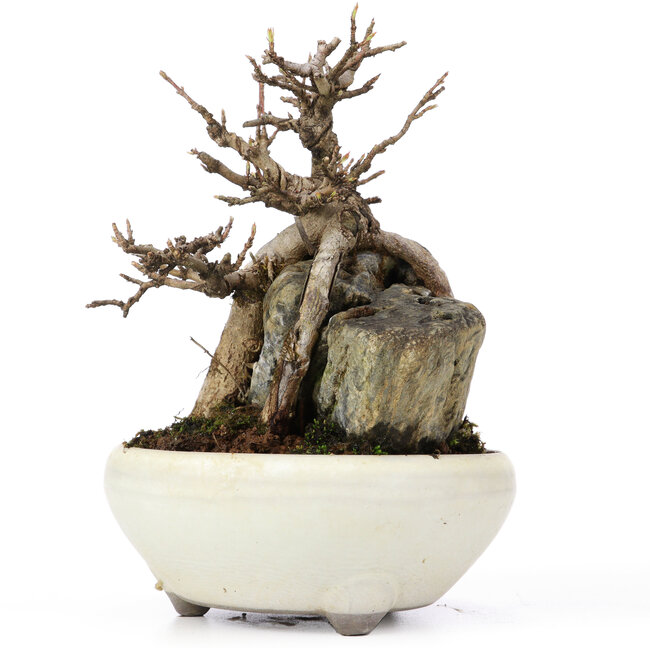 Acer buergerianum, 13,5 cm, ± 20 Jahre alt