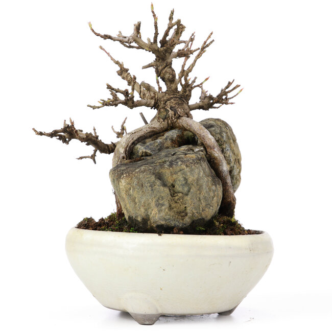 Acer buergerianum, 13,5 cm, ± 20 years old