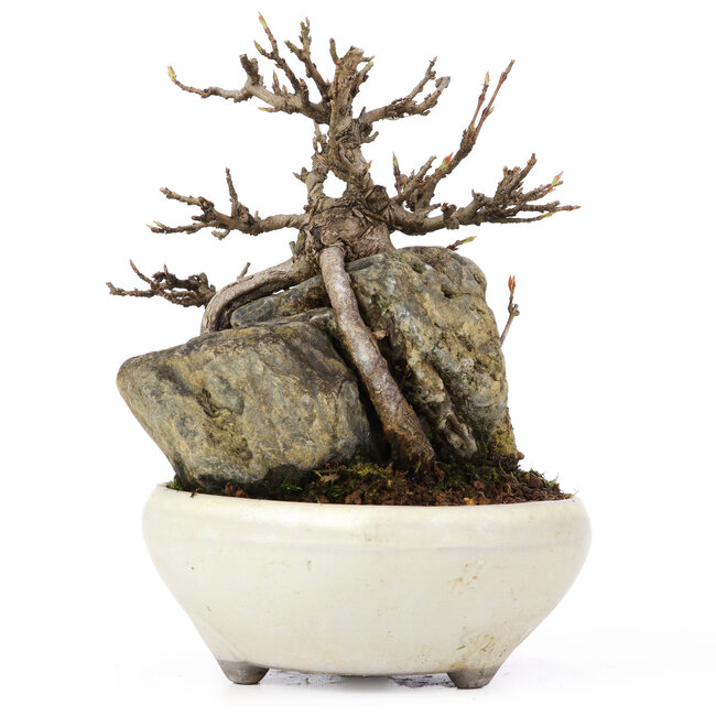 Acer buergerianum, 13,5 cm, ± 20 jaar oud