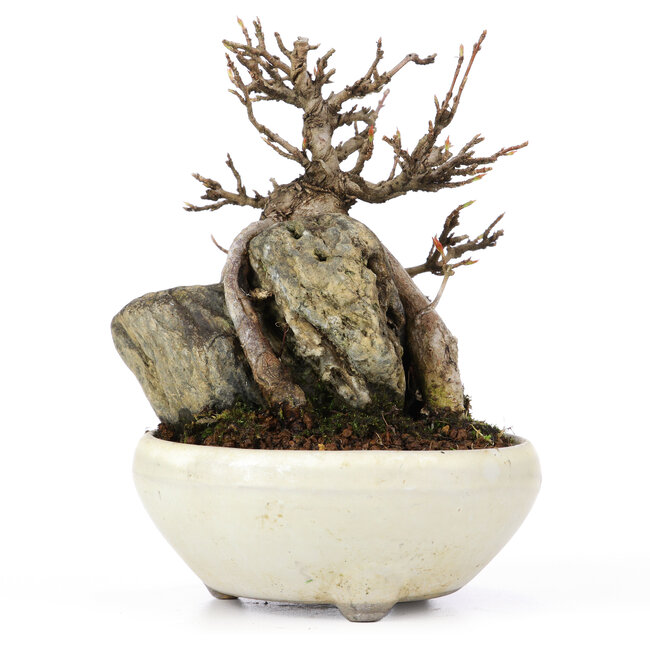 Acer buergerianum, 13,5 cm, ± 20 Jahre alt