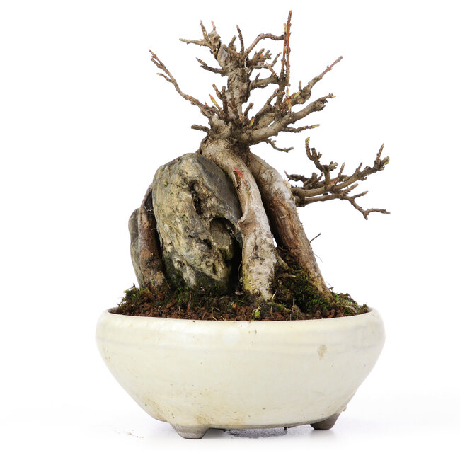 Acer buergerianum, 13,5 cm, ± 20 Jahre alt