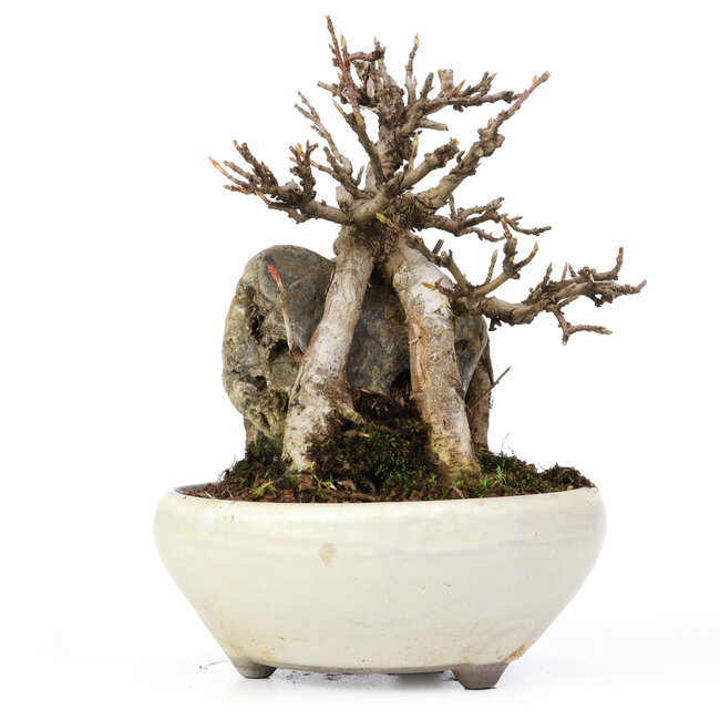 Acer buergerianum, 13,5 cm, ± 20 years old