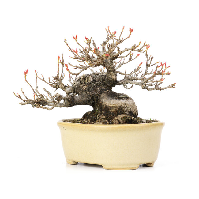 Acer buergerianum, 13 cm, ± 20 años