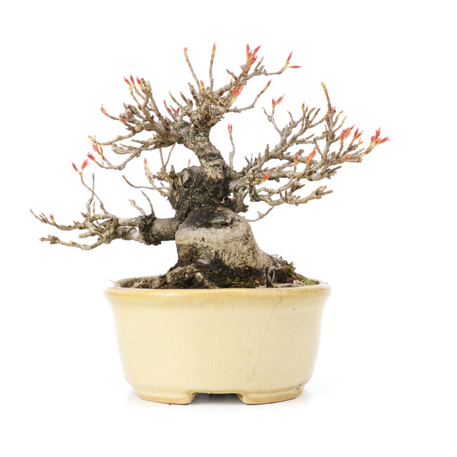 Acer buergerianum, 13 cm, ± 20 Jahre alt