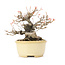 Acer buergerianum, 13 cm, ± 20 ans