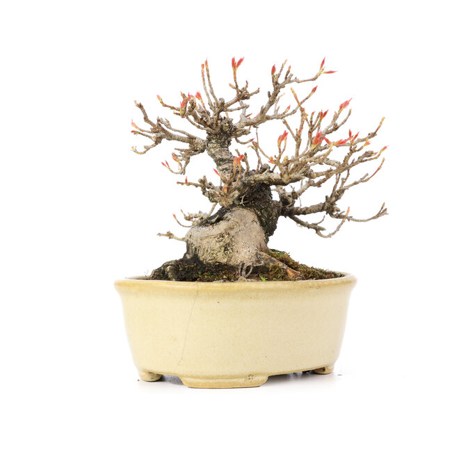 Acer buergerianum, 13 cm, ± 20 anni