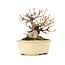 Acer buergerianum, 13 cm, ± 20 ans
