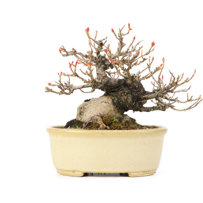 Acer buergerianum, 13 cm, ± 20 Jahre alt