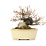 Acer buergerianum, 13 cm, ± 20 ans