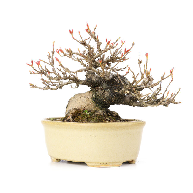 Acer buergerianum, 13 cm, ± 20 anni