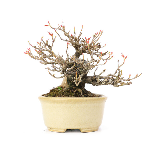 Acer buergerianum, 13 cm, ± 20 Jahre alt