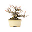Acer buergerianum, 13 cm, ± 20 ans