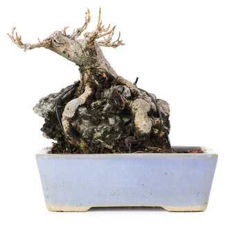 Acer buergerianum, 11 cm, ± 20 Jahre alt