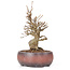 Acer buergerianum, 15 cm, ± 20 ans, en pot fêlé