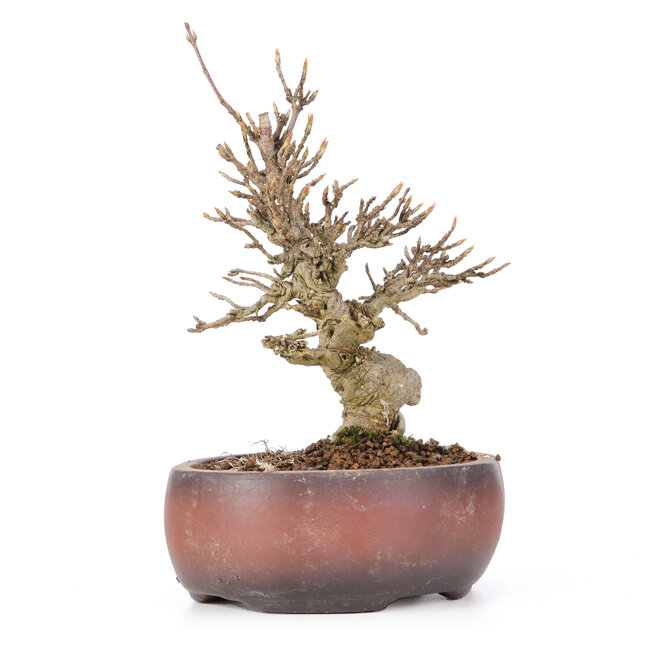 Acer buergerianum, 15 cm, ± 20 anni, in vaso rotto