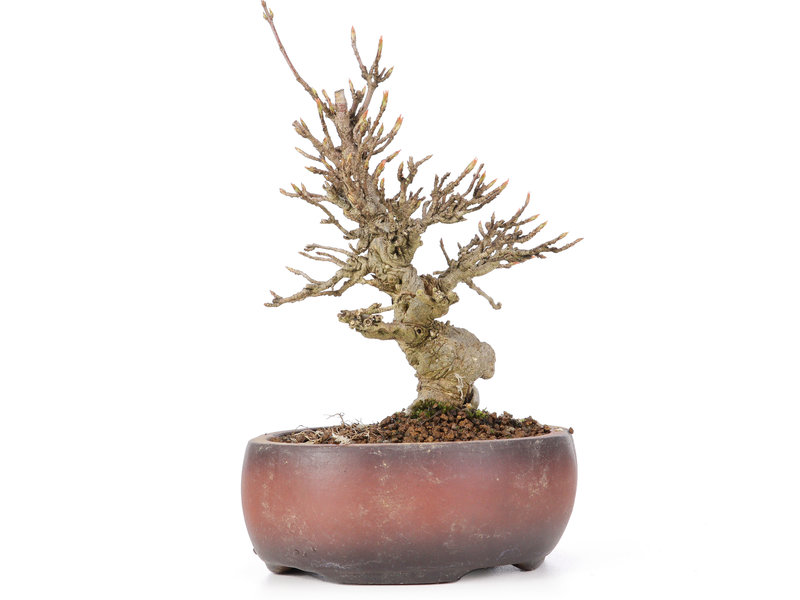 Acer buergerianum, 15 cm, ± 20 jaar oud, in gebarsten pot