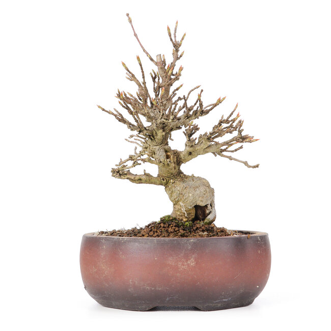 Acer buergerianum, 15 cm, ± 20 años, en maceta agrietada