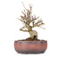 Acer buergerianum, 15 cm, ± 20 ans, en pot fêlé