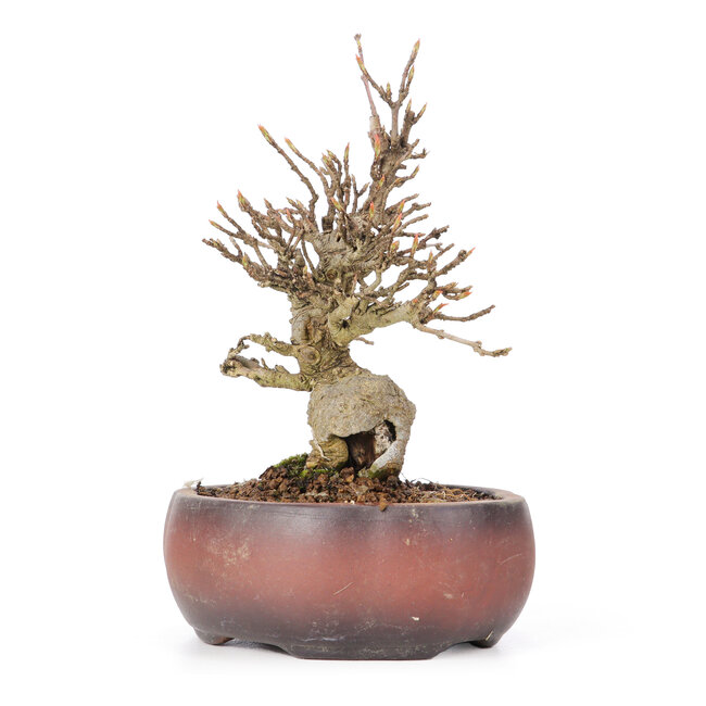 Acer buergerianum, 15 cm, ± 20 anni, in vaso rotto