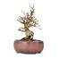 Acer buergerianum, 15 cm, ± 20 ans, en pot fêlé