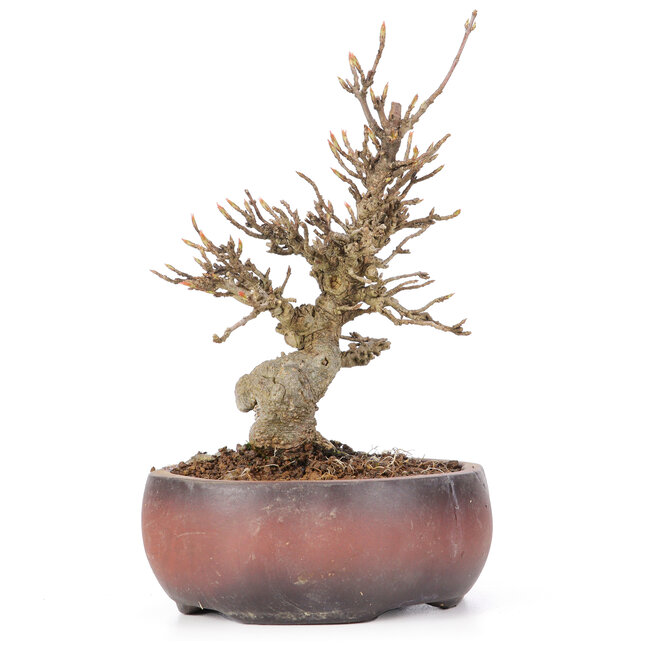 Acer buergerianum, 15 cm, ± 20 anni, in vaso rotto