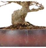 Acer buergerianum, 15 cm, ± 20 jaar oud, in gebarsten pot