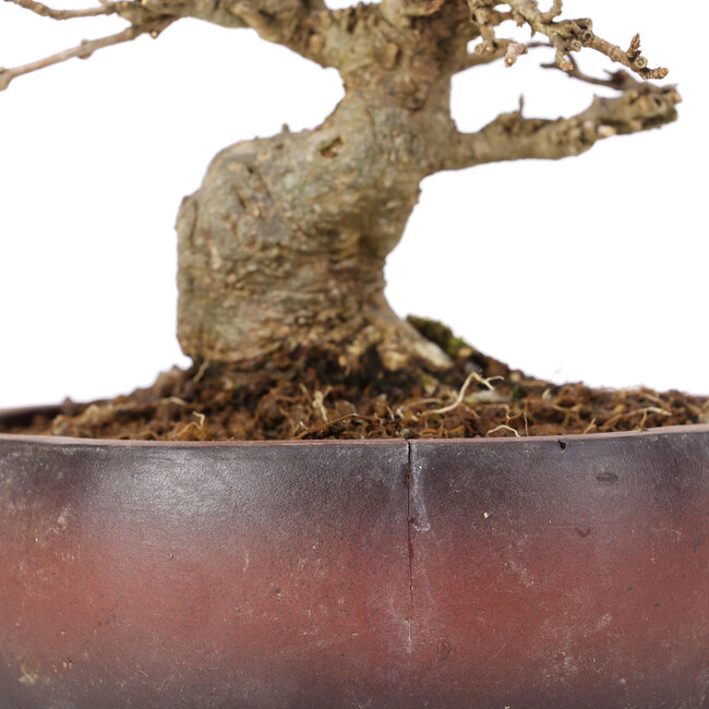 Acer buergerianum, 15 cm, ± 20 jaar oud, in gebarsten pot