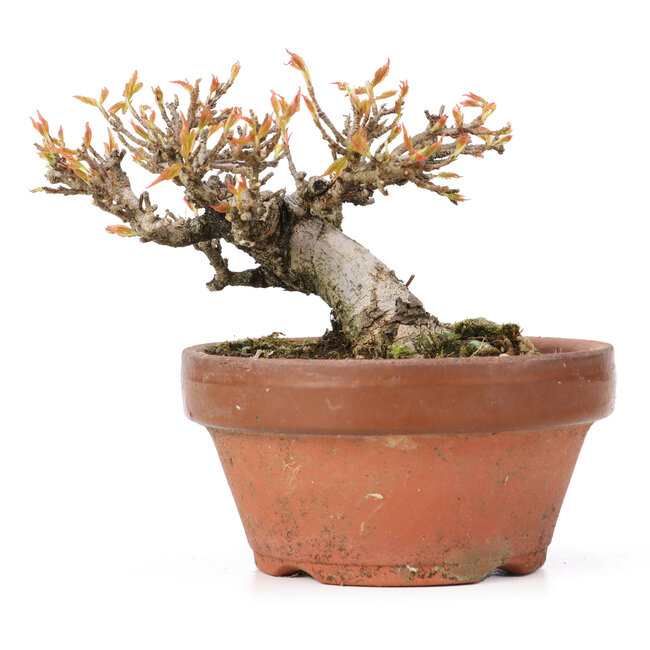 Acer buergerianum, 8,5 cm, ± 20 Jahre alt