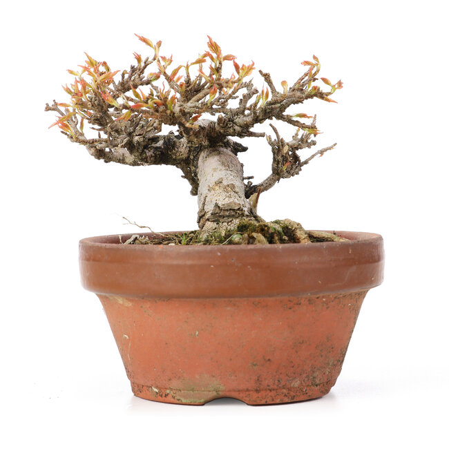 Acer buergerianum, 8,5 cm, ± 20 years old