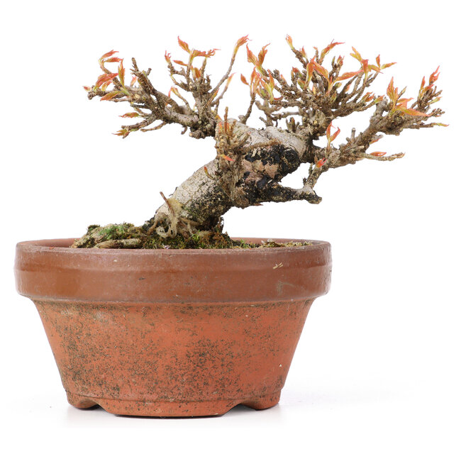 Acer buergerianum, 8,5 cm, ± 20 years old