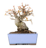 Acer buergerianum, 12 cm, ± 20 jaar oud
