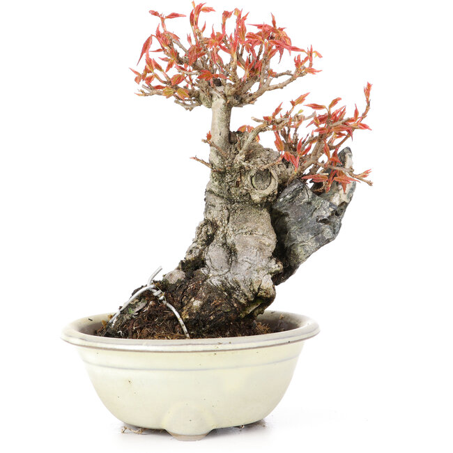 Acer buergerianum, 14 cm, ± 20 anni