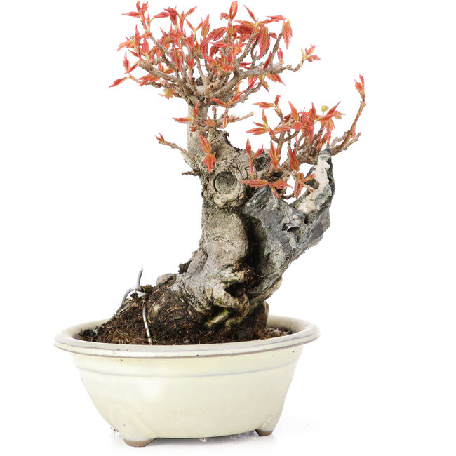 Acer buergerianum, 14 cm, ± 20 años