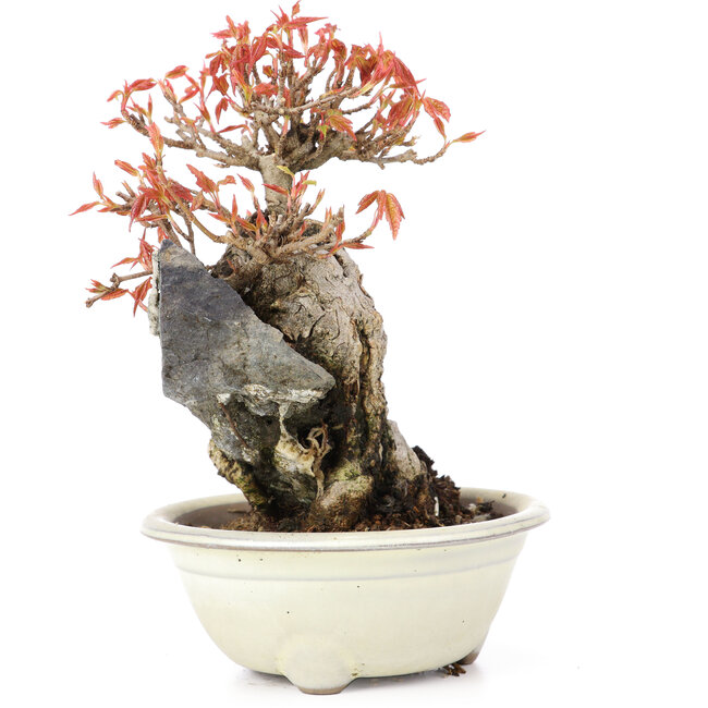 Acer buergerianum, 14 cm, ± 20 años