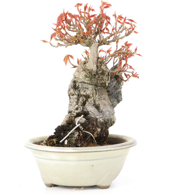 Acer buergerianum, 14 cm, ± 20 años