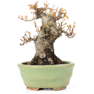 Acer buergerianum, 12,5 cm, ± 20 jaar oud