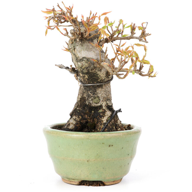 Acer buergerianum, 12,5 cm, ± 20 años