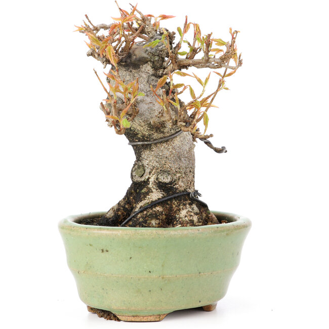 Acer buergerianum, 12,5 cm, ± 20 Jahre alt