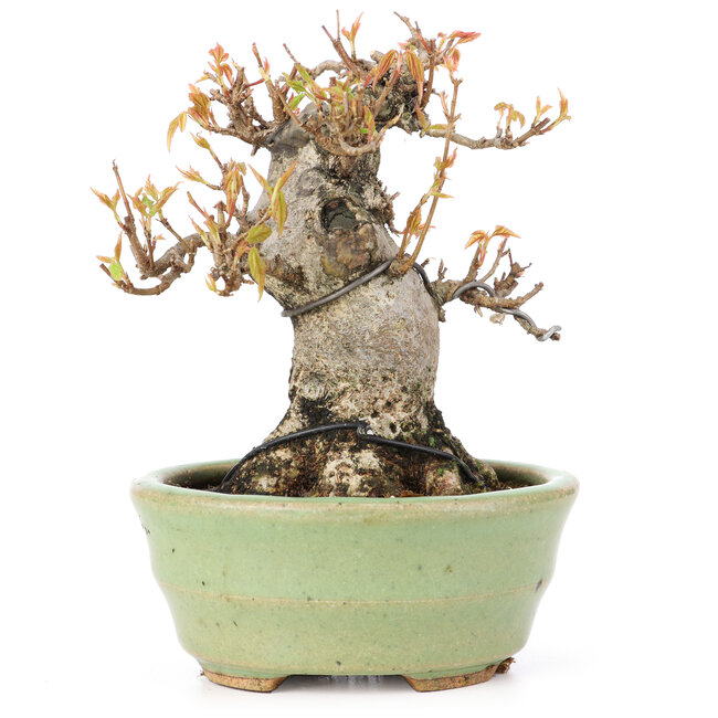 Acer buergerianum, 12,5 cm, ± 20 years old